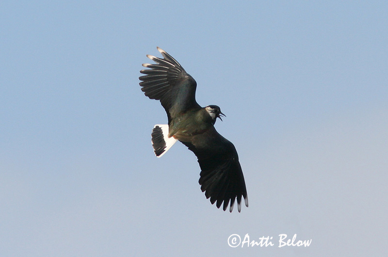 Avainsanat: Fredeluga Vibe Kievit Northern Lapwing Kiivitaja Töyhtöhyyppä Vanneau huppé Kiebitz Bíbic Vepja Pavoncella Vipe Abibe-comum Vanellus vanellus Avefría Europea Tofsvipa