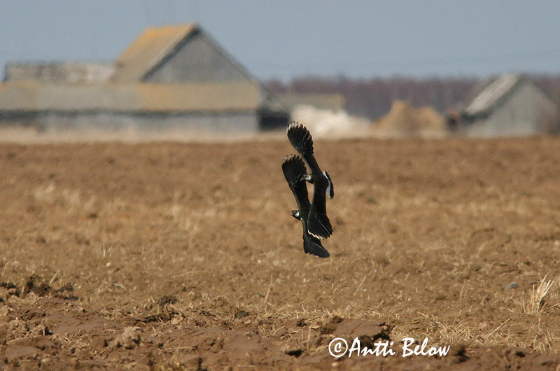 Avainsanat: Fredeluga Vibe Kievit Northern Lapwing Kiivitaja Töyhtöhyyppä Vanneau huppé Kiebitz Bíbic Vepja Pavoncella Vipe Abibe-comum Vanellus vanellus Avefría Europea Tofsvipa