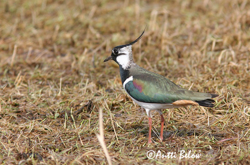 Avainsanat: Fredeluga Vibe Kievit Northern Lapwing Kiivitaja Töyhtöhyyppä Vanneau huppé Kiebitz Bíbic Vepja Pavoncella Vipe Abibe-comum Vanellus vanellus Avefría Europea Tofsvipa
