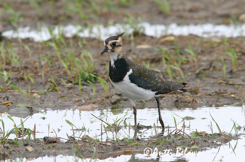 Avainsanat: Fredeluga Vibe Kievit Northern Lapwing Kiivitaja Töyhtöhyyppä Vanneau huppé Kiebitz Bíbic Vepja Pavoncella Vipe Abibe-comum Vanellus vanellus Avefría Europea Tofsvipa