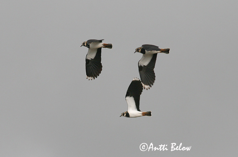 Avainsanat: Fredeluga Vibe Kievit Northern Lapwing Kiivitaja Töyhtöhyyppä Vanneau huppé Kiebitz Bíbic Vepja Pavoncella Vipe Abibe-comum Vanellus vanellus Avefría Europea Tofsvipa