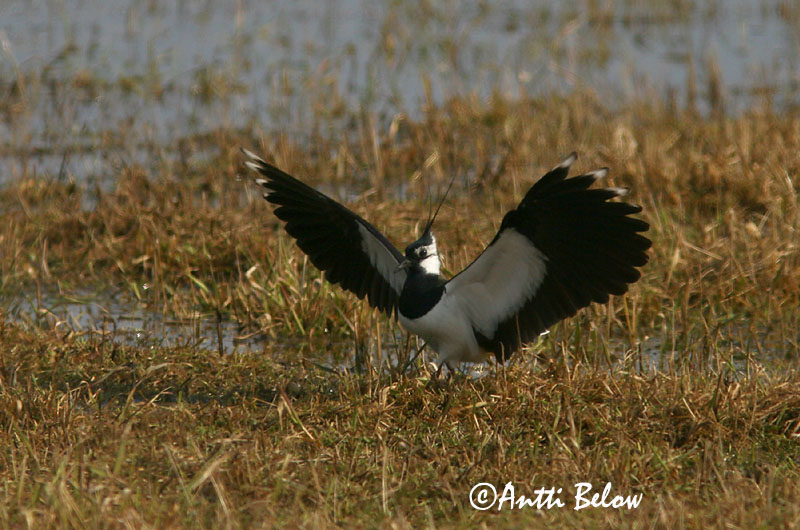 Avainsanat: Fredeluga Vibe Kievit Northern Lapwing Kiivitaja Töyhtöhyyppä Vanneau huppé Kiebitz Bíbic Vepja Pavoncella Vipe Abibe-comum Vanellus vanellus Avefría Europea Tofsvipa