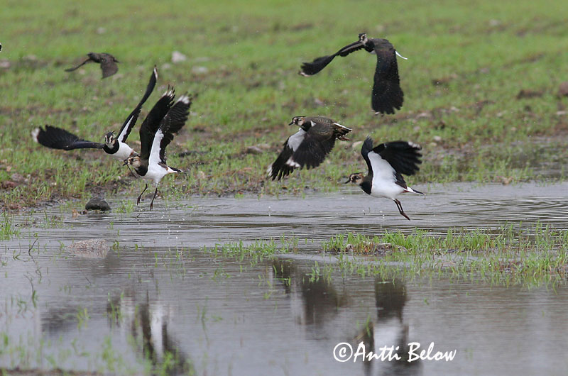 Avainsanat: Fredeluga Vibe Kievit Northern Lapwing Kiivitaja Töyhtöhyyppä Vanneau huppé Kiebitz Bíbic Vepja Pavoncella Vipe Abibe-comum Vanellus vanellus Avefría Europea Tofsvipa