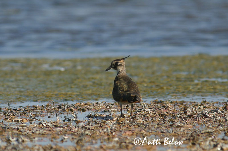 Avainsanat: Fredeluga Vibe Kievit Northern Lapwing Kiivitaja Töyhtöhyyppä Vanneau huppé Kiebitz Bíbic Vepja Pavoncella Vipe Abibe-comum Vanellus vanellus Avefría Europea Tofsvipa
