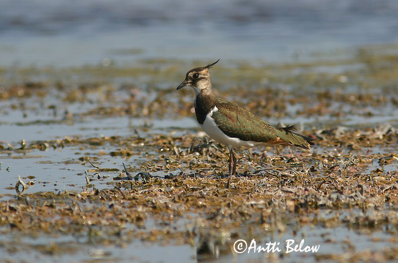 Avainsanat: Fredeluga Vibe Kievit Northern Lapwing Kiivitaja Töyhtöhyyppä Vanneau huppé Kiebitz Bíbic Vepja Pavoncella Vipe Abibe-comum Vanellus vanellus Avefría Europea Tofsvipa