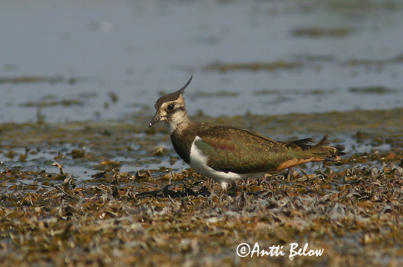 Avainsanat: Fredeluga Vibe Kievit Northern Lapwing Kiivitaja Töyhtöhyyppä Vanneau huppé Kiebitz Bíbic Vepja Pavoncella Vipe Abibe-comum Vanellus vanellus Avefría Europea Tofsvipa