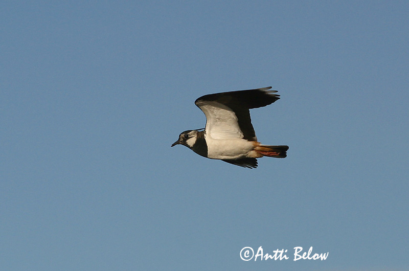Avainsanat: Fredeluga Vibe Kievit Northern Lapwing Kiivitaja Töyhtöhyyppä Vanneau huppé Kiebitz Bíbic Vepja Pavoncella Vipe Abibe-comum Vanellus vanellus Avefría Europea Tofsvipa