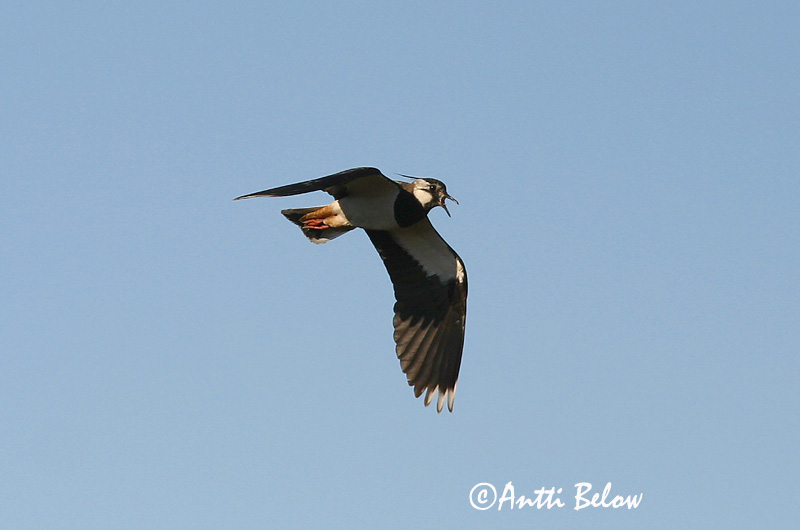 Avainsanat: Fredeluga Vibe Kievit Northern Lapwing Kiivitaja Töyhtöhyyppä Vanneau huppé Kiebitz Bíbic Vepja Pavoncella Vipe Abibe-comum Vanellus vanellus Avefría Europea Tofsvipa