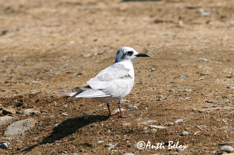 Avainsanat: Fumarell carablanc Witwangstern Whiskered Tern Valkoposkitiira Guifette moustac Weißbart-Seeschwalbe Hvitkinnsvartterne Chlidonias hybridus Fumarel Cariblanco Skäggtärna