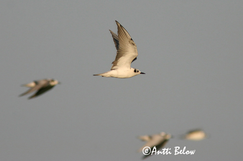 Avainsanat: Fumarell alablanc Hvidvinget terne Witvleugelstern White-winged Tern Valgetiib-viires ValkosiipitiiramGuifette leucoptère Weißflügel-Seeschwalbe Fehérszárnyú szerko Tígulþerna Hvitvingesvartterne Gaivina-d'asa-branca Chlidonias leucopterus Fum