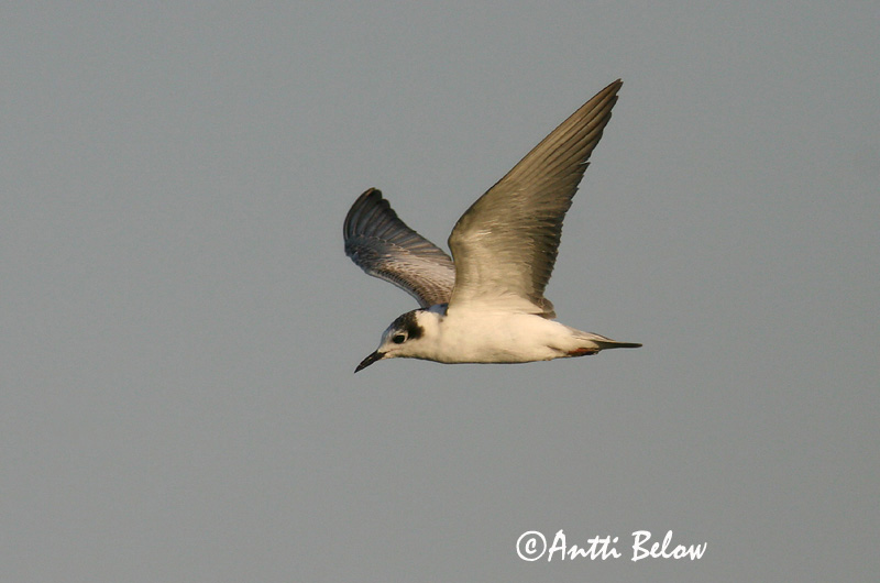 Avainsanat: Fumarell alablanc Hvidvinget terne Witvleugelstern White-winged Tern Valgetiib-viires ValkosiipitiiramGuifette leucoptère Weißflügel-Seeschwalbe Fehérszárnyú szerko Tígulþerna Hvitvingesvartterne Gaivina-d'asa-branca Chlidonias leucopterus Fum