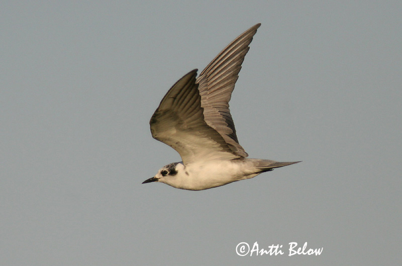 Avainsanat: Fumarell alablanc Hvidvinget terne Witvleugelstern White-winged Tern Valgetiib-viires ValkosiipitiiramGuifette leucoptère Weißflügel-Seeschwalbe Fehérszárnyú szerko Tígulþerna Hvitvingesvartterne Gaivina-d'asa-branca Chlidonias leucopterus Fum