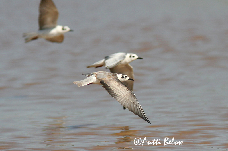 Avainsanat: Fumarell alablanc Hvidvinget terne Witvleugelstern White-winged Tern Valgetiib-viires ValkosiipitiiramGuifette leucoptère Weißflügel-Seeschwalbe Fehérszárnyú szerko Tígulþerna Hvitvingesvartterne Gaivina-d'asa-branca Chlidonias leucopterus Fum