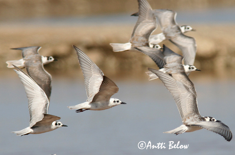 Avainsanat: Fumarell alablanc Hvidvinget terne Witvleugelstern White-winged Tern Valgetiib-viires ValkosiipitiiramGuifette leucoptère Weißflügel-Seeschwalbe Fehérszárnyú szerko Tígulþerna Hvitvingesvartterne Gaivina-d'asa-branca Chlidonias leucopterus Fum