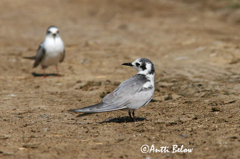 Avainsanat: Fumarell alablanc Hvidvinget terne Witvleugelstern White-winged Tern Valgetiib-viires ValkosiipitiiramGuifette leucoptère Weißflügel-Seeschwalbe Fehérszárnyú szerko Tígulþerna Hvitvingesvartterne Gaivina-d'asa-branca Chlidonias leucopterus Fum