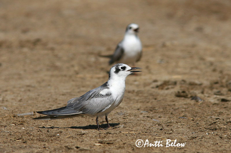 Avainsanat: Fumarell alablanc Hvidvinget terne Witvleugelstern White-winged Tern Valgetiib-viires ValkosiipitiiramGuifette leucoptère Weißflügel-Seeschwalbe Fehérszárnyú szerko Tígulþerna Hvitvingesvartterne Gaivina-d'asa-branca Chlidonias leucopterus Fum