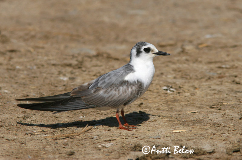 Avainsanat: Fumarell alablanc Hvidvinget terne Witvleugelstern White-winged Tern Valgetiib-viires ValkosiipitiiramGuifette leucoptère Weißflügel-Seeschwalbe Fehérszárnyú szerko Tígulþerna Hvitvingesvartterne Gaivina-d'asa-branca Chlidonias leucopterus Fum