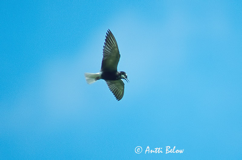 Avainsanat: Fumarell negre Sortterne Zwarte stern Black Tern Mustviires Mustatiira Guifette noire Trauerseeschwalbe Kormos szerko Kolþerna Svartterne Gaivina-preta Chlidonias niger Fumarel Común Svarttärna