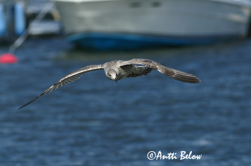Avainsanat: Gavià argentat de pota rosa Sølvmåge Zilvermeeuw Herring Gull Hõbekajakas Harmaalokki Goéland argenté Silbermöwe Ezüstsirály Silfurmáfur Gabbiano reale Gråmåke Gaivota-argentea Larus argentatus Gaviota Argéntea Gråtrut