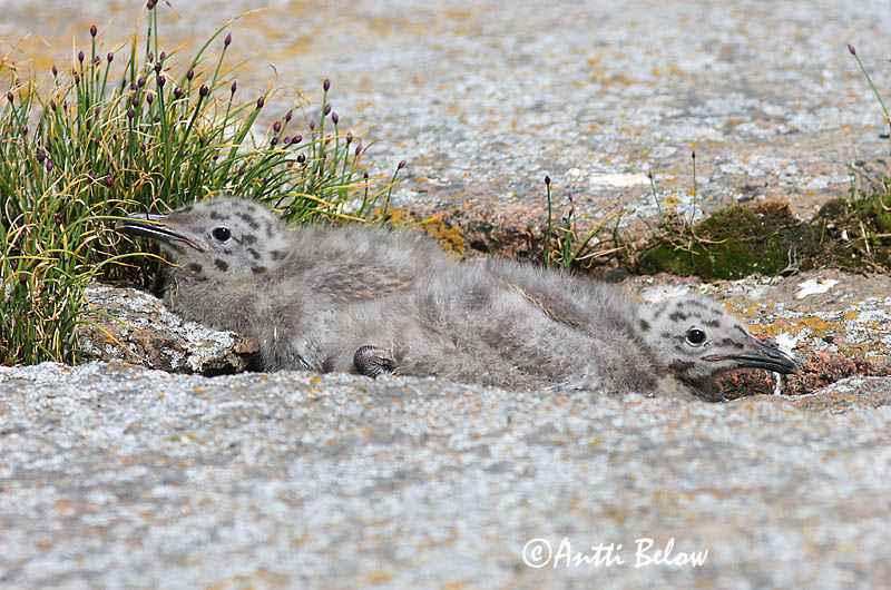 Avainsanat: Gavià argentat de pota rosa Sølvmåge Zilvermeeuw Herring Gull Hõbekajakas Harmaalokki Goéland argenté Silbermöwe Ezüstsirály Silfurmáfur Gabbiano reale Gråmåke Gaivota-argentea Larus argentatus Gaviota Argéntea Gråtrut