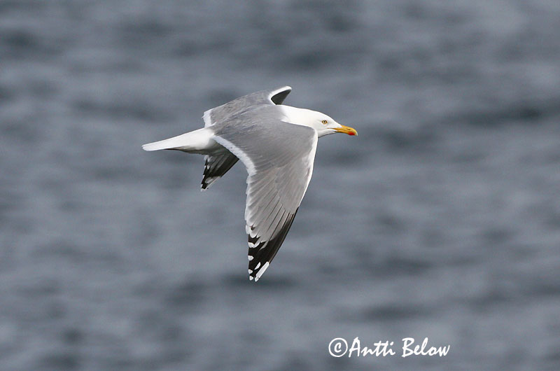 Avainsanat: Gavià argentat de pota rosa Sølvmåge Zilvermeeuw Herring Gull Hõbekajakas Harmaalokki Goéland argenté Silbermöwe Ezüstsirály Silfurmáfur Gabbiano reale Gråmåke Gaivota-argentea Larus argentatus Gaviota Argéntea Gråtrut
