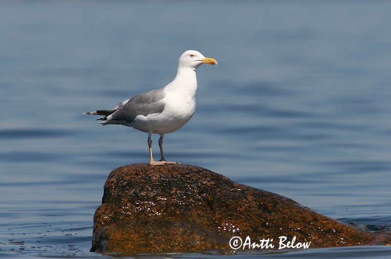 Avainsanat: Gavià argentat de pota rosa Sølvmåge Zilvermeeuw Herring Gull Hõbekajakas Harmaalokki Goéland argenté Silbermöwe Ezüstsirály Silfurmáfur Gabbiano reale Gråmåke Gaivota-argentea Larus argentatus Gaviota Argéntea Gråtrut