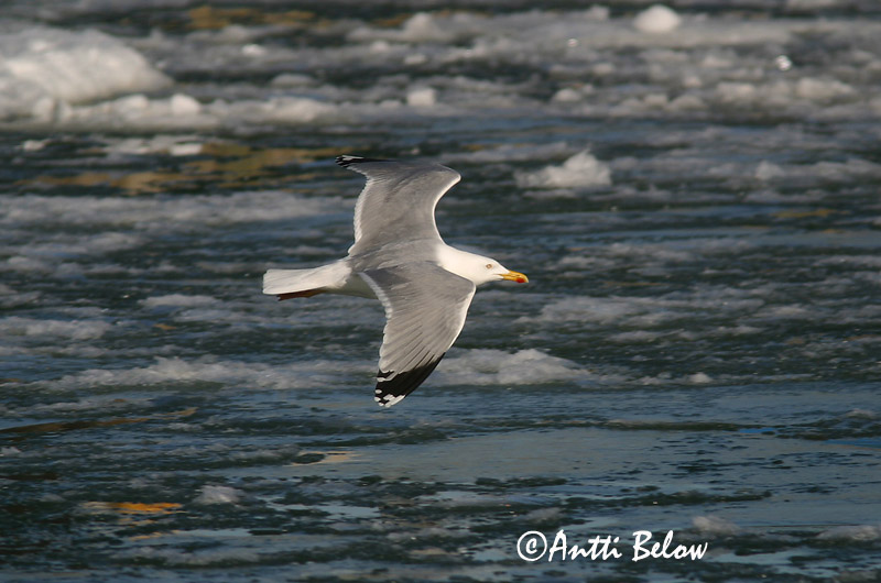Avainsanat: Gavià argentat de pota rosa Sølvmåge Zilvermeeuw Herring Gull Hõbekajakas Harmaalokki Goéland argenté Silbermöwe Ezüstsirály Silfurmáfur Gabbiano reale Gråmåke Gaivota-argentea Larus argentatus Gaviota Argéntea Gråtrut