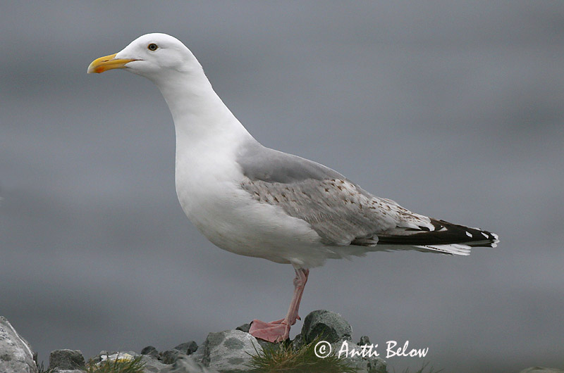Avainsanat: Gavià argentat de pota rosa Sølvmåge Zilvermeeuw Herring Gull Hõbekajakas Harmaalokki Goéland argenté Silbermöwe Ezüstsirály Silfurmáfur Gabbiano reale Gråmåke Gaivota-argentea Larus argentatus Gaviota Argéntea Gråtrut