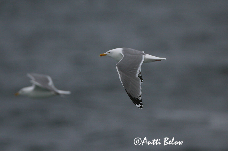 Avainsanat: Gavià argentat de pota rosa Sølvmåge Zilvermeeuw Herring Gull Hõbekajakas Harmaalokki Goéland argenté Silbermöwe Ezüstsirály Silfurmáfur Gabbiano reale Gråmåke Gaivota-argentea Larus argentatus Gaviota Argéntea Gråtrut