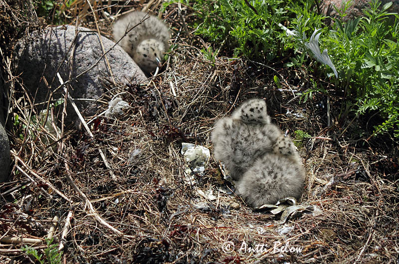 Avainsanat: Gavià argentat de pota rosa Sølvmåge Zilvermeeuw Herring Gull Hõbekajakas Harmaalokki Goéland argenté Silbermöwe Ezüstsirály Silfurmáfur Gabbiano reale Gråmåke Gaivota-argentea Larus argentatus Gaviota Argéntea Gråtrut