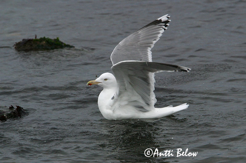 Avainsanat: Gavià argentat de pota rosa Sølvmåge Zilvermeeuw Herring Gull Hõbekajakas Harmaalokki Goéland argenté Silbermöwe Ezüstsirály Silfurmáfur Gabbiano reale Gråmåke Gaivota-argentea Larus argentatus Gaviota Argéntea Gråtrut