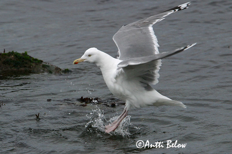 Avainsanat: Gavià argentat de pota rosa Sølvmåge Zilvermeeuw Herring Gull Hõbekajakas Harmaalokki Goéland argenté Silbermöwe Ezüstsirály Silfurmáfur Gabbiano reale Gråmåke Gaivota-argentea Larus argentatus Gaviota Argéntea Gråtrut