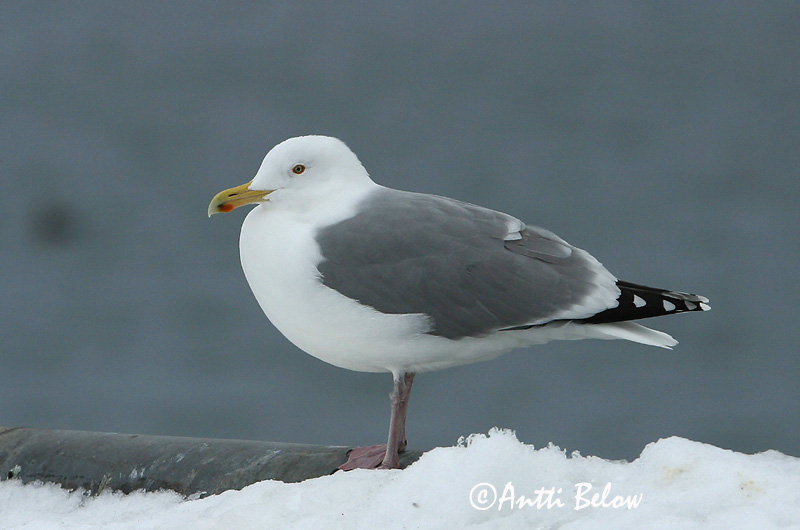 Avainsanat: Gavià argentat de pota rosa Sølvmåge Zilvermeeuw Herring Gull Hõbekajakas Harmaalokki Goéland argenté Silbermöwe Ezüstsirály Silfurmáfur Gabbiano reale Gråmåke Gaivota-argentea Larus argentatus Gaviota Argéntea Gråtrut