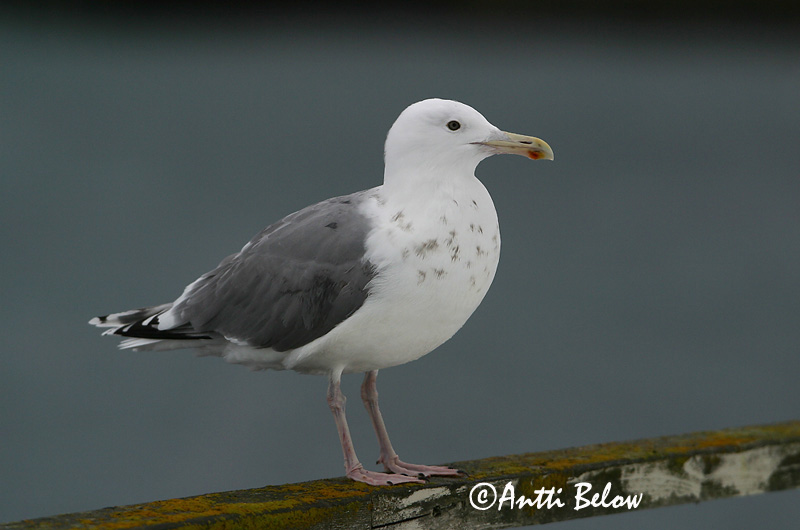 Avainsanat: Gavià argentat de pota rosa Sølvmåge Zilvermeeuw Herring Gull Hõbekajakas Harmaalokki Goéland argenté Silbermöwe Ezüstsirály Silfurmáfur Gabbiano reale Gråmåke Gaivota-argentea Larus argentatus Gaviota Argéntea Gråtrut