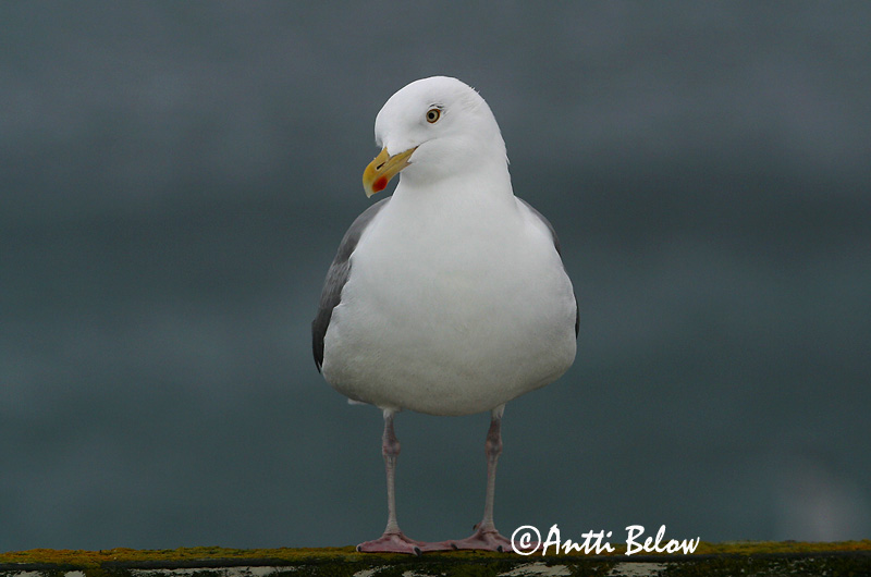 Avainsanat: Gavià argentat de pota rosa Sølvmåge Zilvermeeuw Herring Gull Hõbekajakas Harmaalokki Goéland argenté Silbermöwe Ezüstsirály Silfurmáfur Gabbiano reale Gråmåke Gaivota-argentea Larus argentatus Gaviota Argéntea Gråtrut