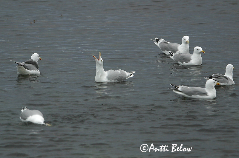 Avainsanat: Gavià argentat de pota rosa Sølvmåge Zilvermeeuw Herring Gull Hõbekajakas Harmaalokki Goéland argenté Silbermöwe Ezüstsirály Silfurmáfur Gabbiano reale Gråmåke Gaivota-argentea Larus argentatus Gaviota Argéntea Gråtrut