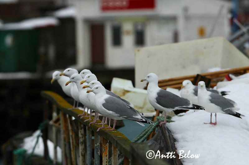 Avainsanat: Gavià argentat de pota rosa Sølvmåge Zilvermeeuw Herring Gull Hõbekajakas Harmaalokki Goéland argenté Silbermöwe Ezüstsirály Silfurmáfur Gabbiano reale Gråmåke Gaivota-argentea Larus argentatus Gaviota Argéntea Gråtrut