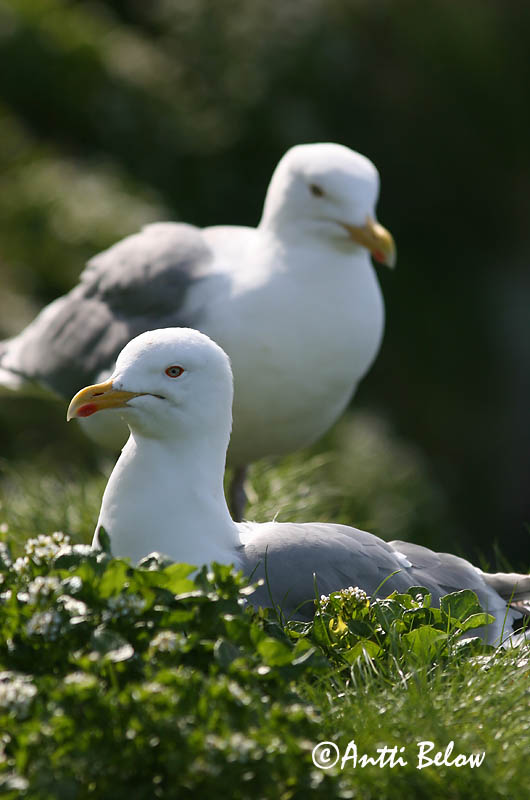 Avainsanat: Gavià argentat de pota rosa Sølvmåge Zilvermeeuw Herring Gull Hõbekajakas Harmaalokki Goéland argenté Silbermöwe Ezüstsirály Silfurmáfur Gabbiano reale Gråmåke Gaivota-argentea Larus argentatus Gaviota Argéntea Gråtrut