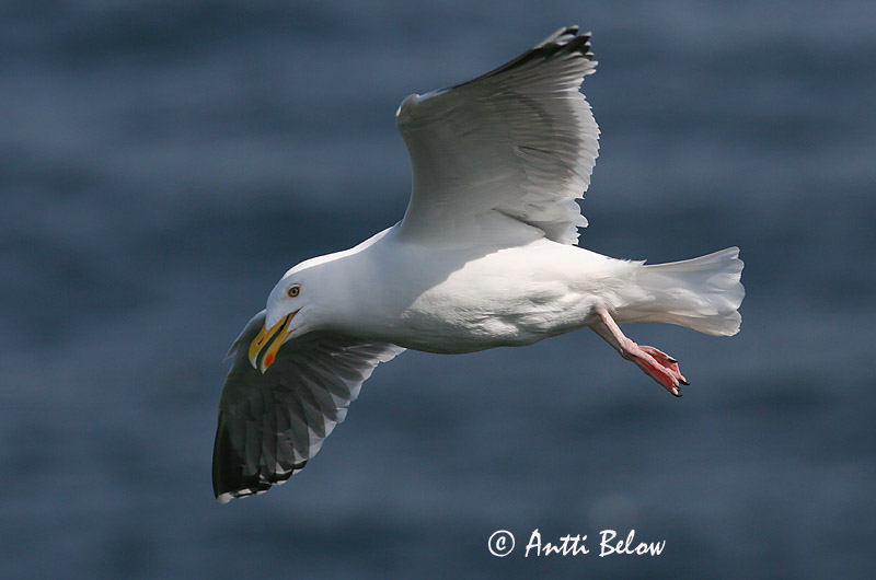 Avainsanat: Gavià argentat de pota rosa Sølvmåge Zilvermeeuw Herring Gull Hõbekajakas Harmaalokki Goéland argenté Silbermöwe Ezüstsirály Silfurmáfur Gabbiano reale Gråmåke Gaivota-argentea Larus argentatus Gaviota Argéntea Gråtrut