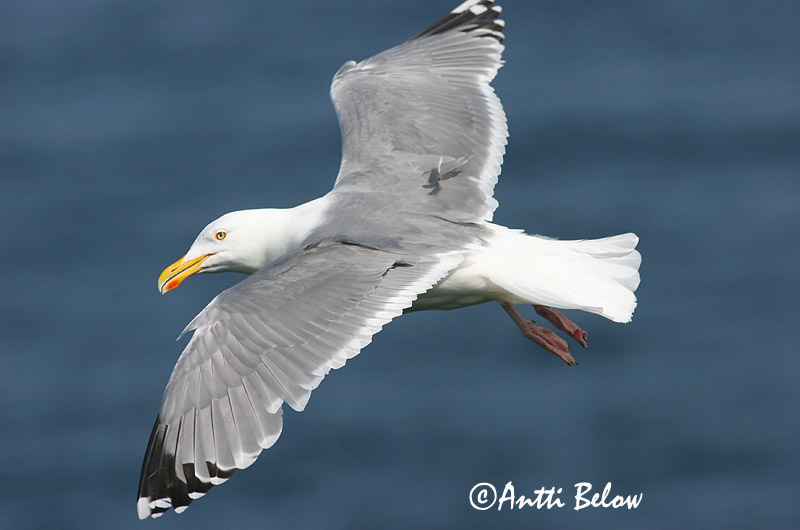 Avainsanat: Gavià argentat de pota rosa Sølvmåge Zilvermeeuw Herring Gull Hõbekajakas Harmaalokki Goéland argenté Silbermöwe Ezüstsirály Silfurmáfur Gabbiano reale Gråmåke Gaivota-argentea Larus argentatus Gaviota Argéntea Gråtrut