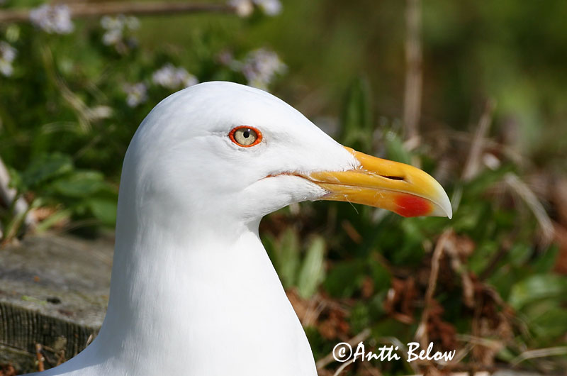 Avainsanat: Gavià argentat de pota rosa Sølvmåge Zilvermeeuw Herring Gull Hõbekajakas Harmaalokki Goéland argenté Silbermöwe Ezüstsirály Silfurmáfur Gabbiano reale Gråmåke Gaivota-argentea Larus argentatus Gaviota Argéntea Gråtrut