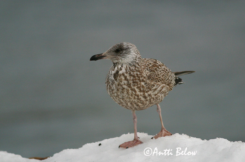 Avainsanat: Gavià argentat de pota rosa Sølvmåge Zilvermeeuw Herring Gull Hõbekajakas Harmaalokki Goéland argenté Silbermöwe Ezüstsirály Silfurmáfur Gabbiano reale Gråmåke Gaivota-argentea Larus argentatus Gaviota Argéntea Gråtrut
