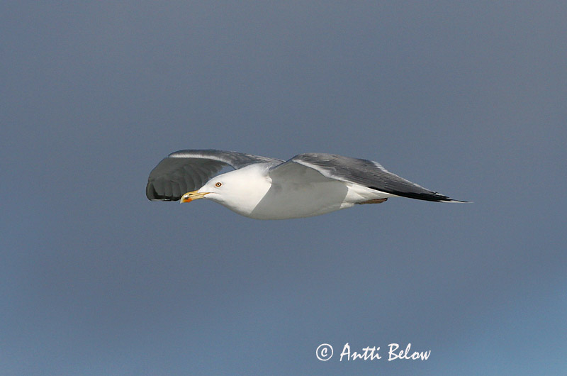 Avainsanat: Gavià argentat de pota rosa Sølvmåge Zilvermeeuw Herring Gull Hõbekajakas Harmaalokki Goéland argenté Silbermöwe Ezüstsirály Silfurmáfur Gabbiano reale Gråmåke Gaivota-argentea Larus argentatus Gaviota Argéntea Gråtrut