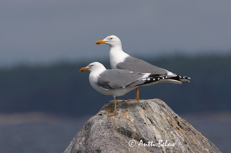 Avainsanat: Gavià argentat de pota rosa Sølvmåge Zilvermeeuw Herring Gull Hõbekajakas Harmaalokki Goéland argenté Silbermöwe Ezüstsirály Silfurmáfur Gabbiano reale Gråmåke Gaivota-argentea Larus argentatus Gaviota Argéntea Gråtrut