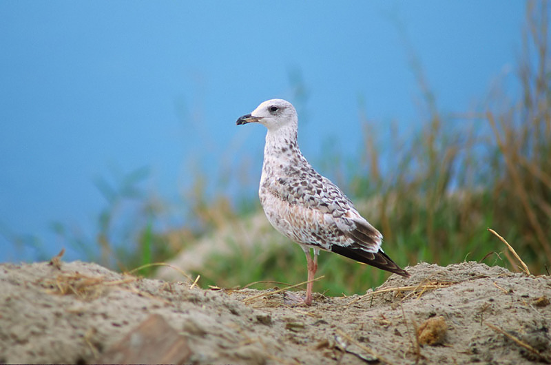 Oman
Avainsanat: Armeense Meeuw Armenian Gull Armenianlokki Goéland d'Arménie Armenermåke Larus armenicus Armenisk trut