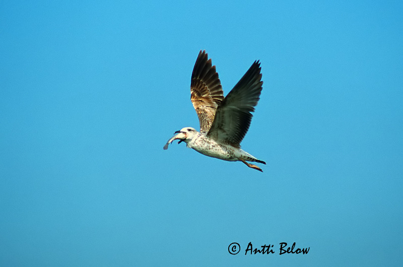 Oman
Avainsanat: Armeense Meeuw Armenian Gull Armenianlokki Goéland d'Arménie Armenermåke Larus armenicus Armenisk trut