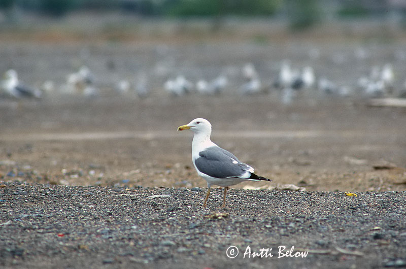 Avainsanat: Aroharmaalokki Caspian Gull Gabbiano reale pontico Gaivota-de-patas-amarelas Gaviota del Caspio Geelpootmeeuw Goéland leucophée Gulbeingråmåke Kaspisk Måge Kaspisk trut Larus cachinnans Steppenmöwe Yellow-legged Gull Mewa białogłowa Racek bělohla