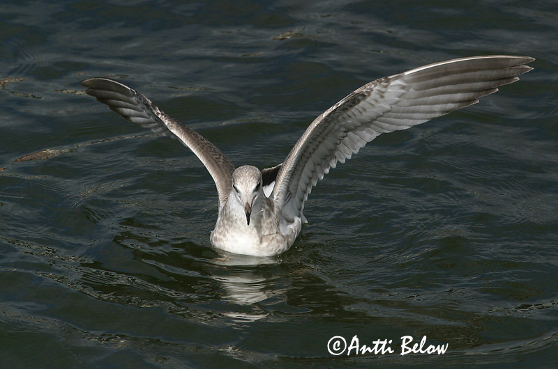 Avainsanat: Gavina cendrosa Stormmåge Stormmeeuw Common Gull Mew Gull Kalakajakas Kalalokki Goéland cendré Sturmmöwe Viharsirály Stormmáfur Gavina Fiskemåke Alcatraz-pardo Larus canus Gaviota Cana Fiskmås