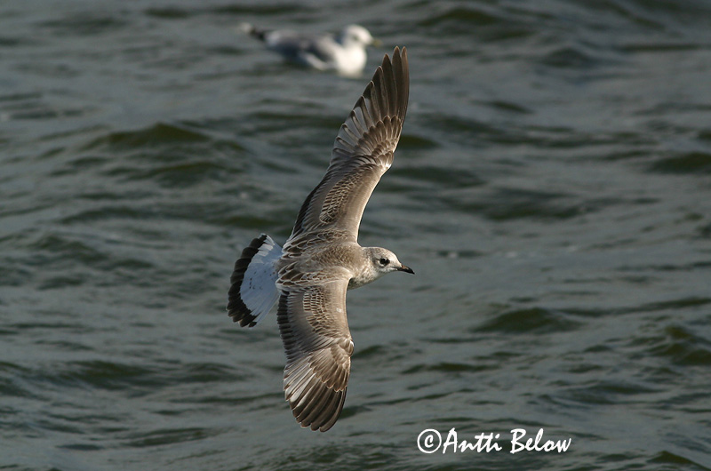 Avainsanat: Gavina cendrosa Stormmåge Stormmeeuw Common Gull Mew Gull Kalakajakas Kalalokki Goéland cendré Sturmmöwe Viharsirály Stormmáfur Gavina Fiskemåke Alcatraz-pardo Larus canus Gaviota Cana Fiskmås