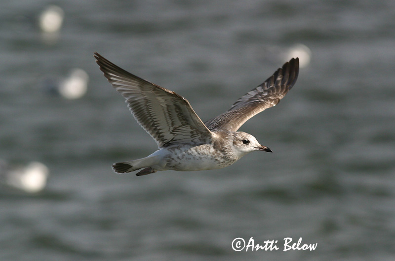Avainsanat: Gavina cendrosa Stormmåge Stormmeeuw Common Gull Mew Gull Kalakajakas Kalalokki Goéland cendré Sturmmöwe Viharsirály Stormmáfur Gavina Fiskemåke Alcatraz-pardo Larus canus Gaviota Cana Fiskmås